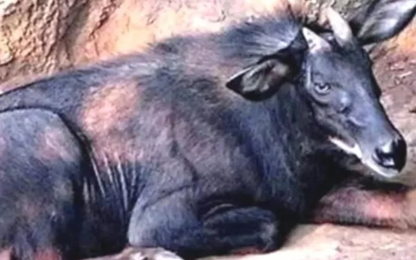 四不像正版+正版四不像,现况评判解释说法_ZGM29.955别致版