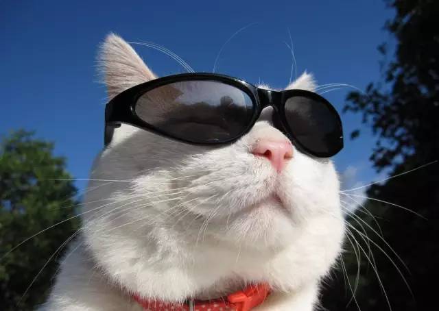 四不像正版+正版四不像,现况评判解释说法_ZGM29.955别致版