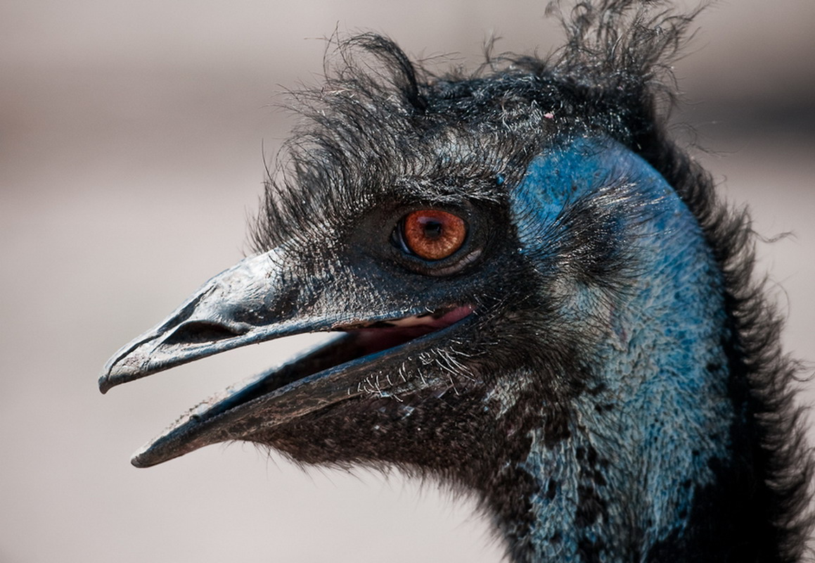 大鸟明星,学习变化的力量与自信翱翔的翅膀