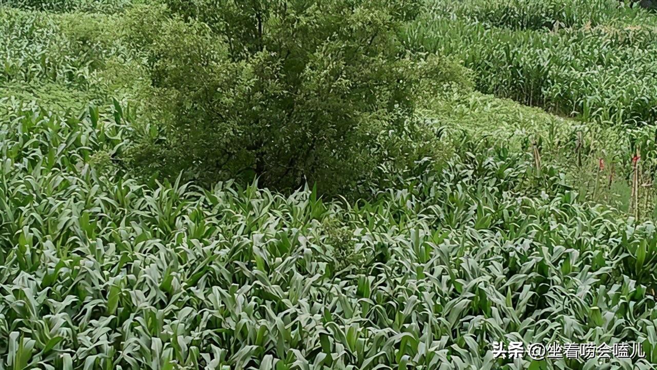 倚倚演员的成长之路,得失反思与演艺之路的探寻