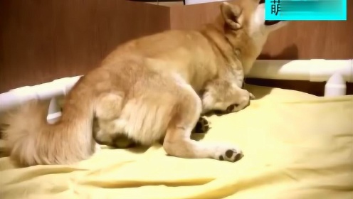 最新狗狗繁殖视频，自然美景中的旅行邂逅，探寻内心平静与喜悦的旅程