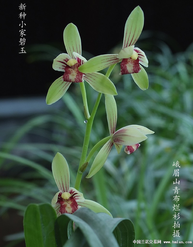 建兰行情的历史脉络与地位追溯