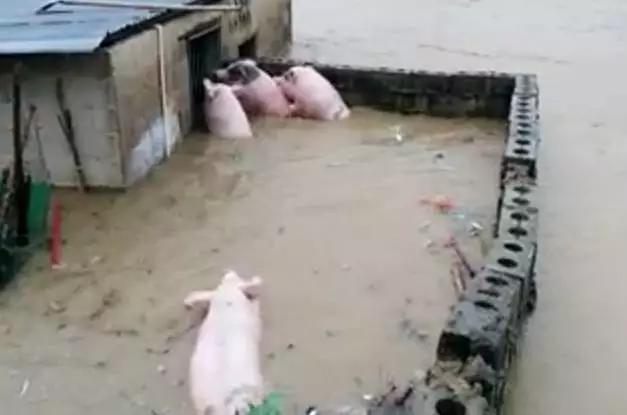 白酒 第242页