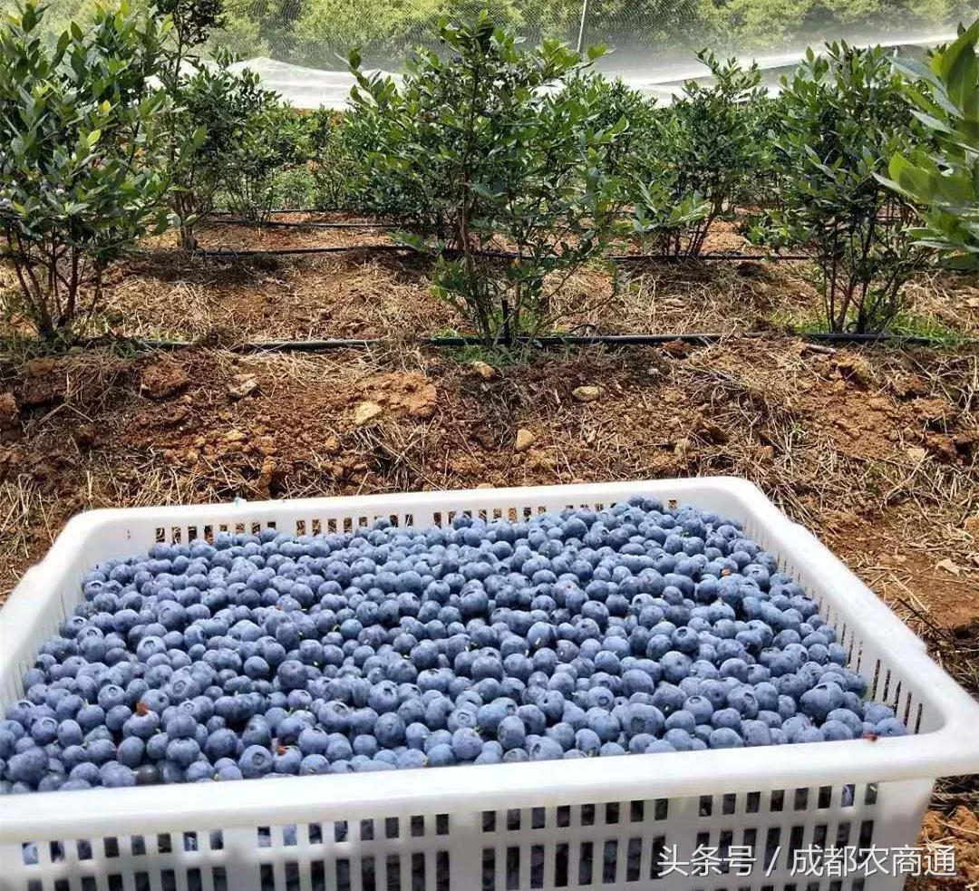 达州上市公司,现状、挑战与前景展望