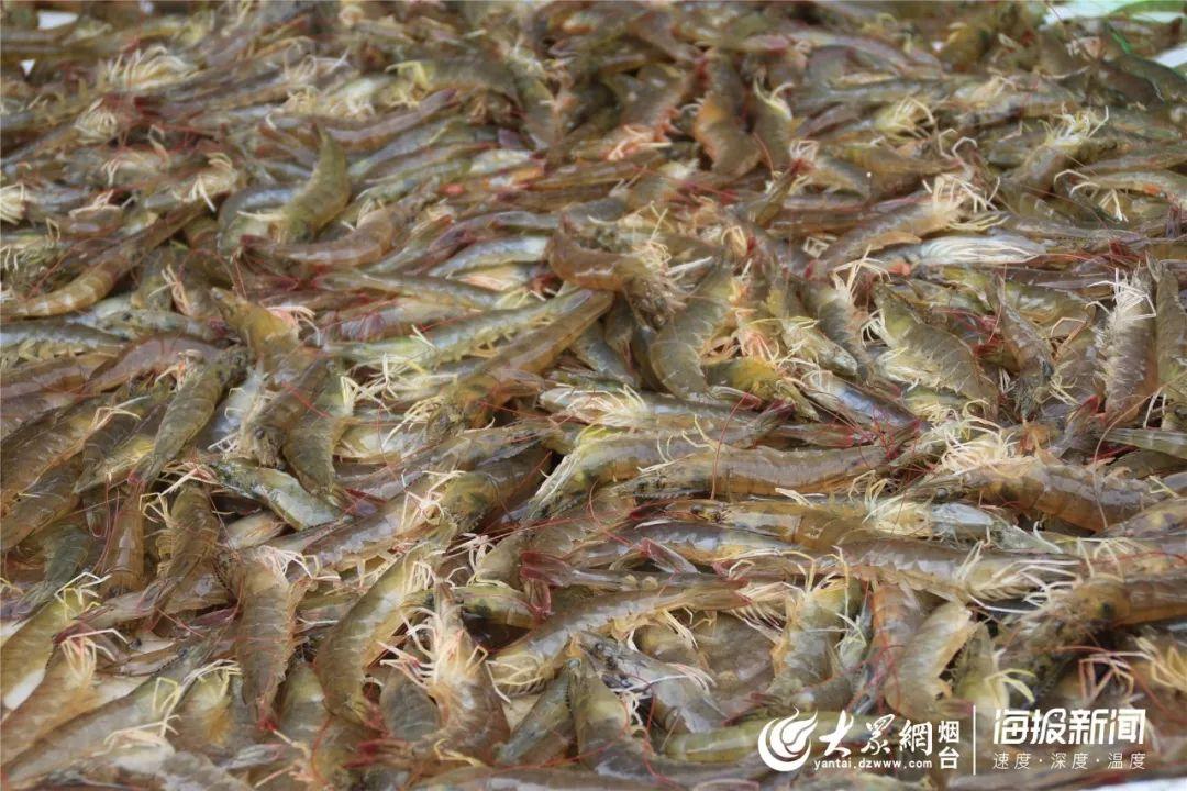 五A添盛坊青稞原浆 第78页