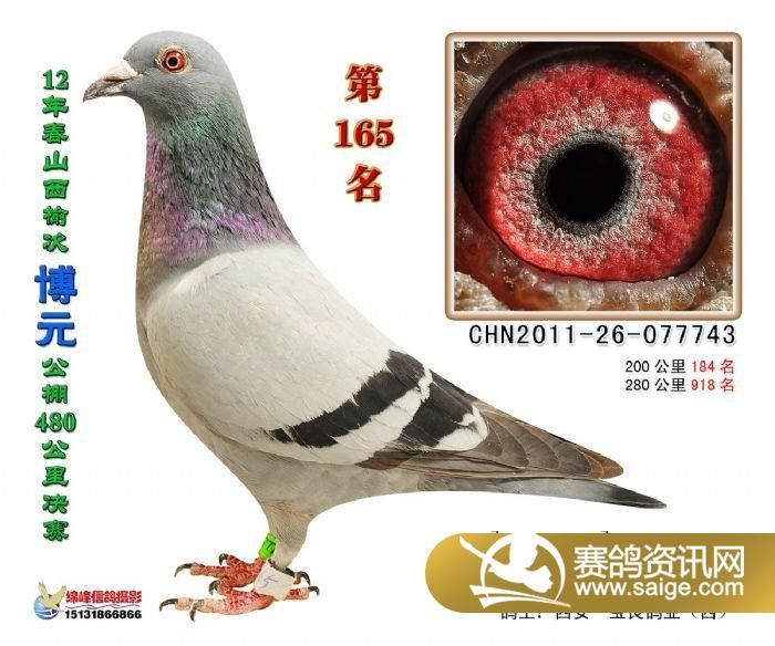 山西赛鸽公棚最新公告重磅更新，最新资讯不容错过！