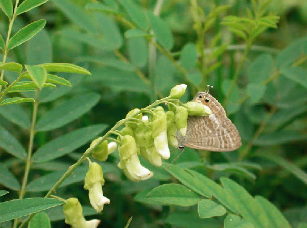科技突破,最新杀菌药助力健康防线的新进展