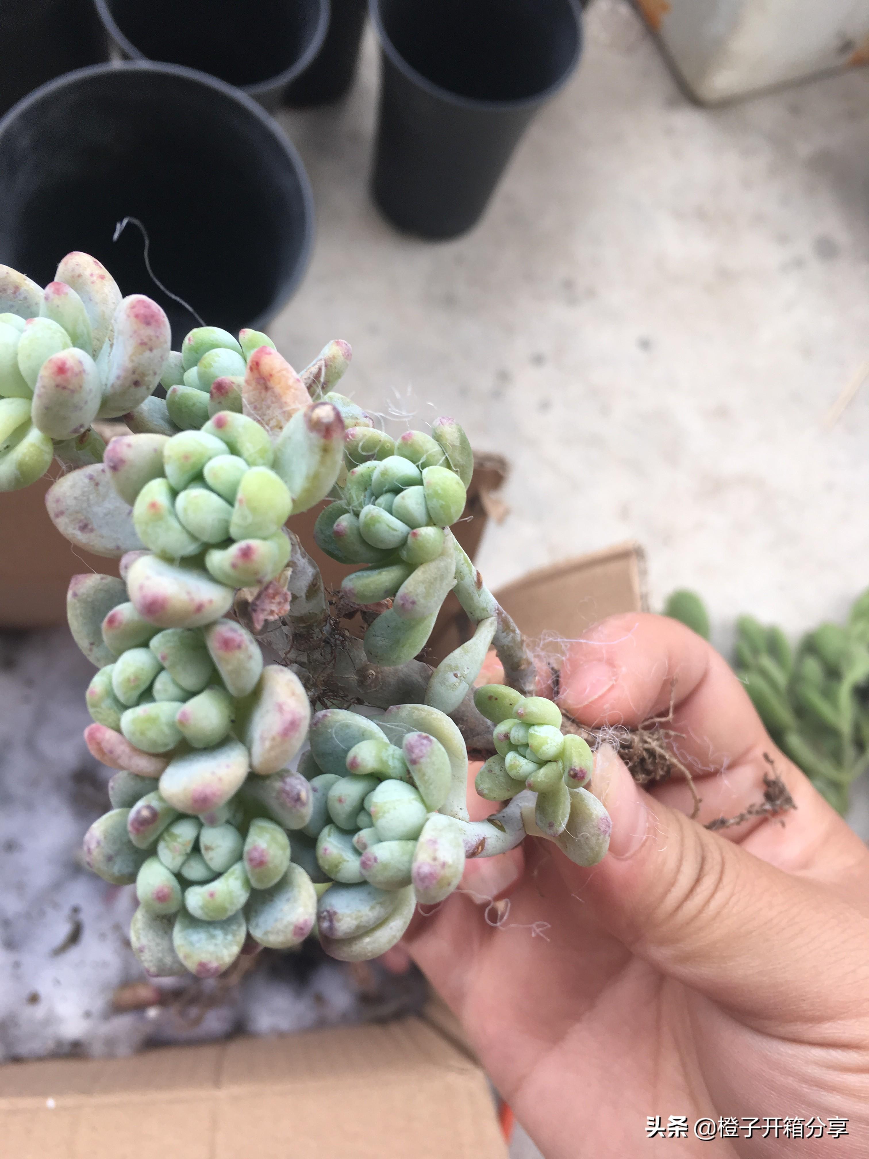 老橙子最新，革新典范的高科技产品，引领未来生活新潮流的领导者