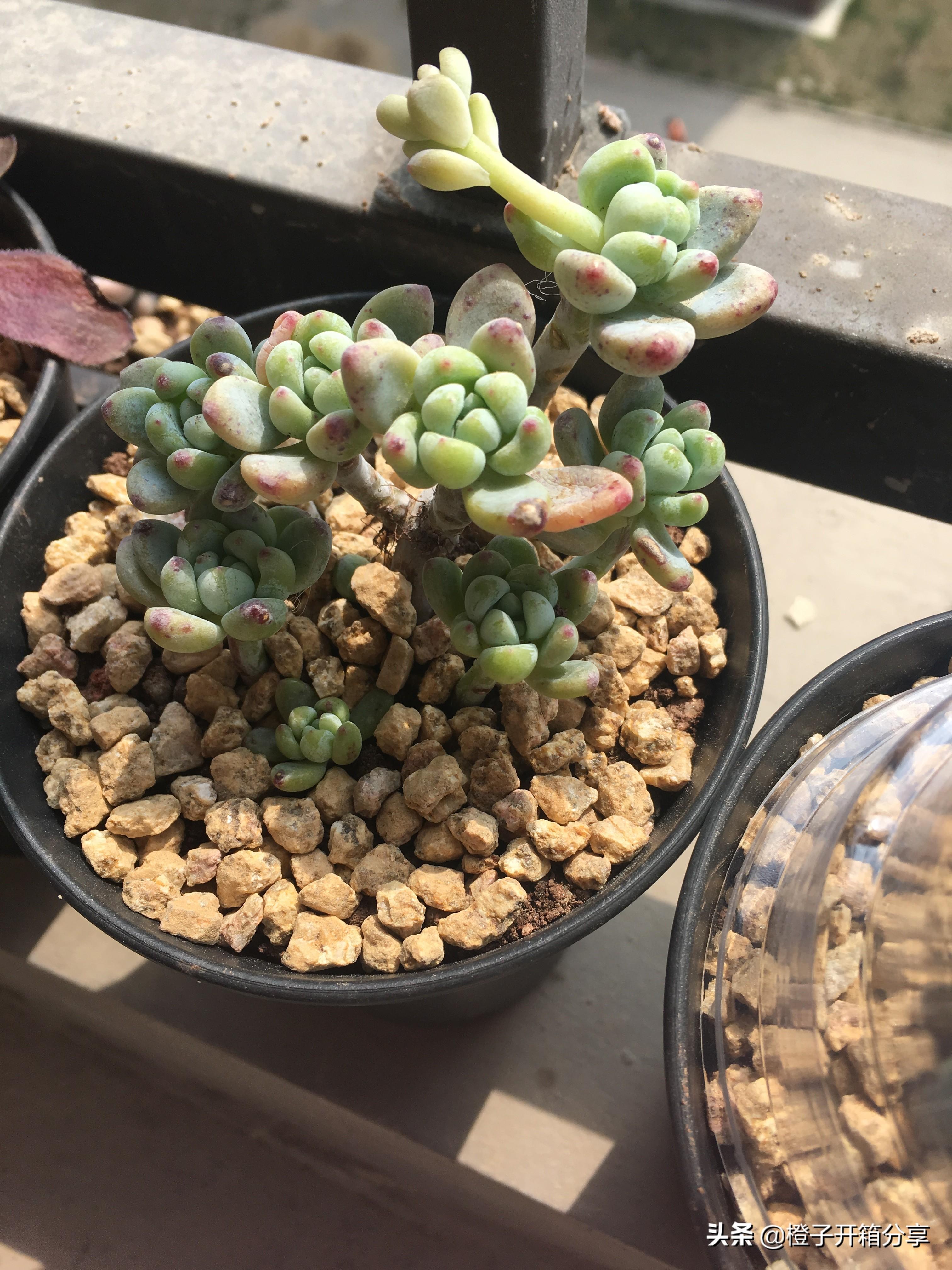 老橙子最新,革新典范的高科技产品,引领未来生活新潮流的领导者