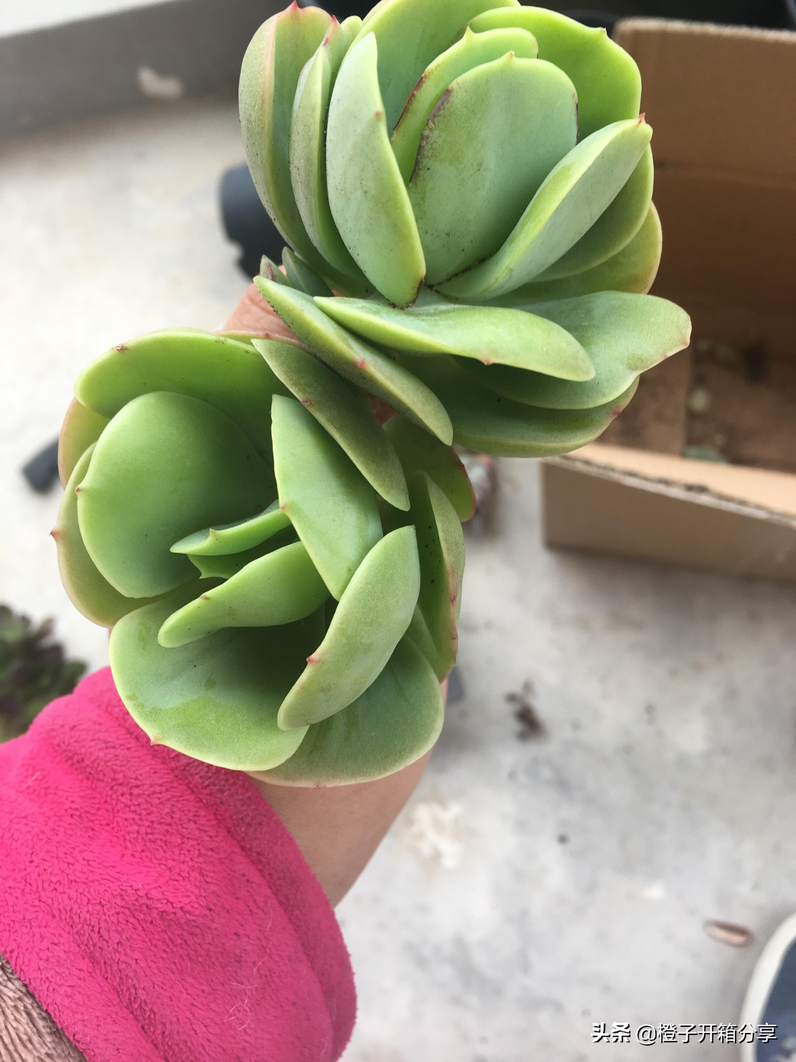 老橙子最新,革新典范的高科技产品,引领未来生活新潮流的领导者