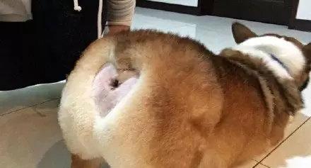 最新柯基犬，犬界新星，魅力解读三大要点