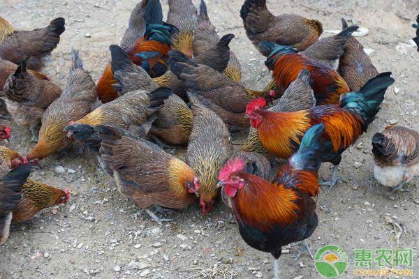 毛鸡最新动态报道🐓