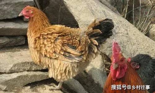 毛鸡最新动态报道🐓