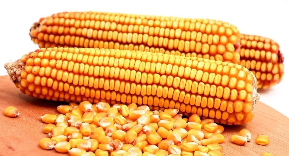 探寻小巷玉米宝藏,最新玉米价格一览
