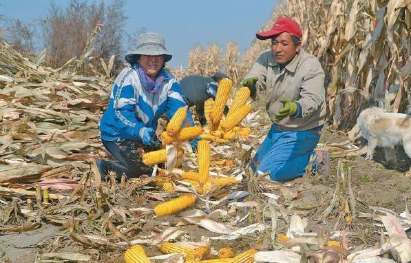 探寻小巷玉米宝藏,最新玉米价格一览