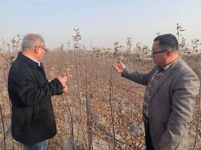 苹果新品种展示与乐园照片，探索小巷深处的苹果世界