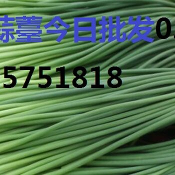 全国蒜苔价格最新动态，绿色之旅探寻内心平静之路