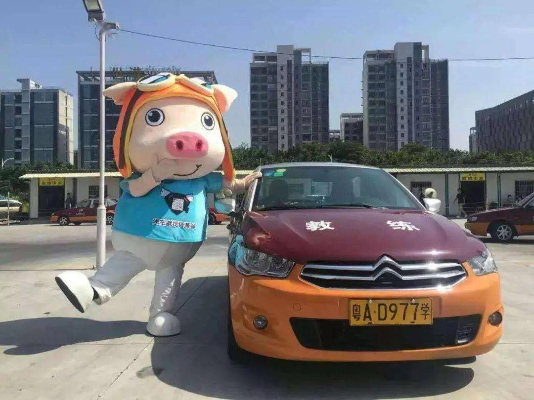 猪兼强驾校投诉最新分析，学员反馈与问题解析