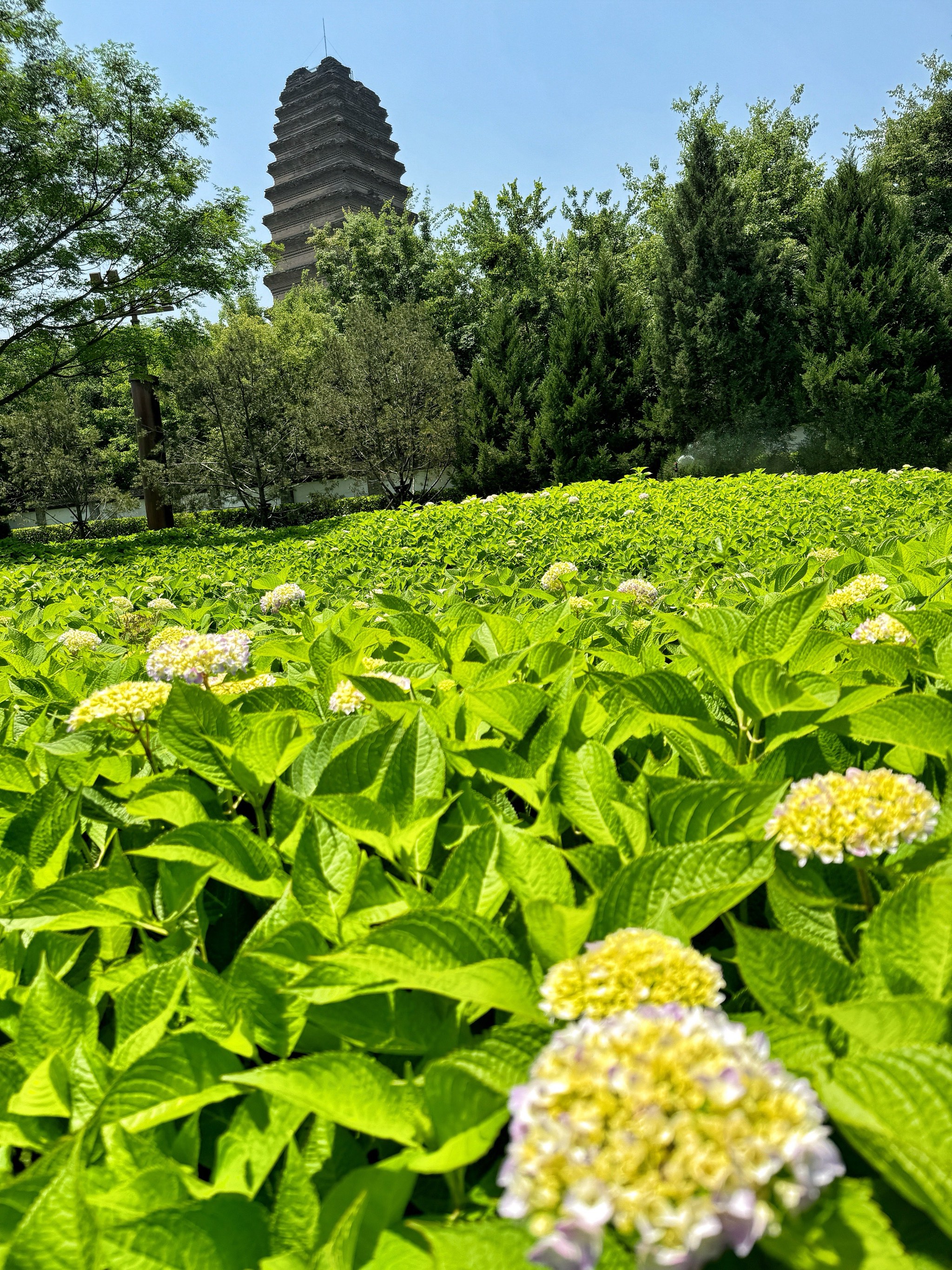 小雁塔绣球花绽放之美，学习与自信的力量的展现