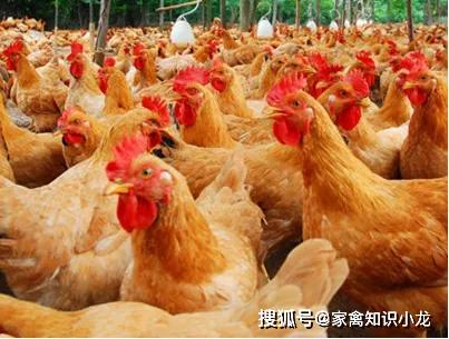 毛鸡产业最新动态，现状与发展前景的深入探讨