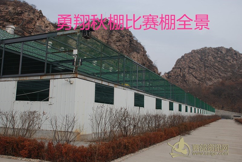 比赛棚中的温馨日常