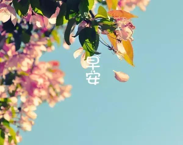 最新早安美图，唤醒美好一天的视觉盛宴