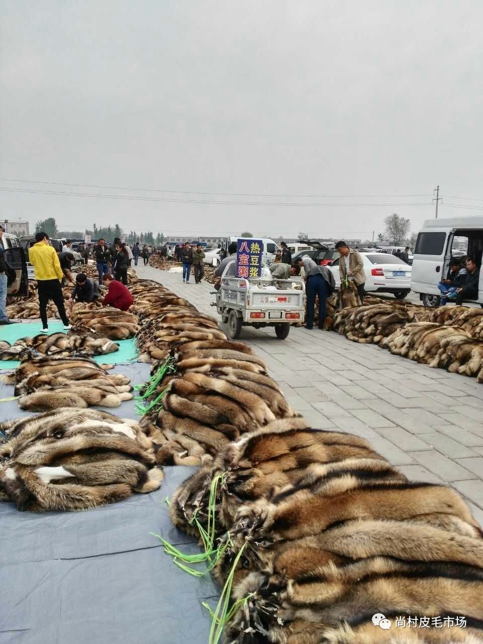 最新貉皮市场价格行情概览