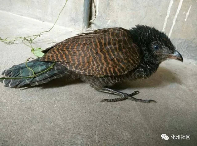 毛鸡最新动态报道🐓